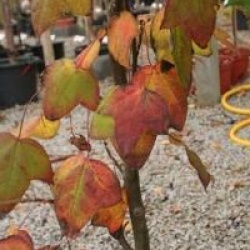 Liquidambar acalycina 