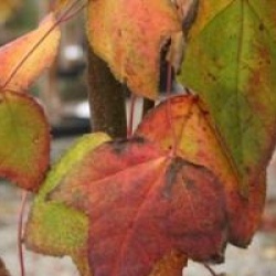 Liquidambar acalycina  - Copalme pourpre