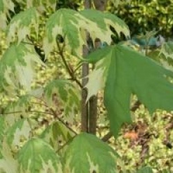 Acer platanoides 'Drummondii'