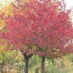 Liquidambar styraciflua  - Copalme d'Am�rique