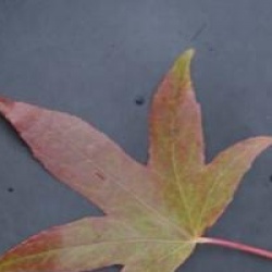 Liquidambar styraciflua 