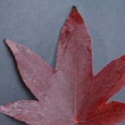 Liquidambar styraciflua 
