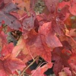 Liquidambar styraciflua 'Aurea'