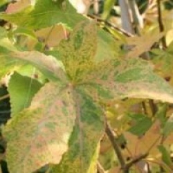 Liquidambar styraciflua 'Aurea'