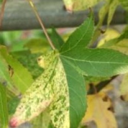 Liquidambar styraciflua 'Aurea' - Copalme dor�