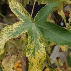 Liquidambar styraciflua 'Aurea'