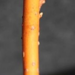 Liquidambar styraciflua 'Golden Sun' cov  - Copalme � bois jaune