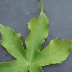 Liquidambar styraciflua 'Gum Ball'