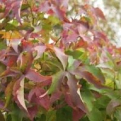 Liquidambar styraciflua 'Gum Ball'
