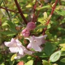 Abelia Petite Garden � 'Minedward' cov