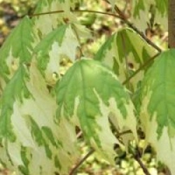 Acer platanoides 'Drummondii'