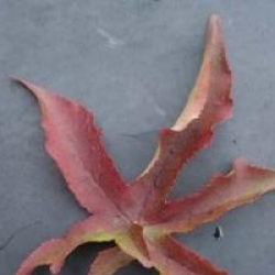 Liquidambar styraciflua 'Gum Ball'