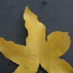 Liquidambar styraciflua 'Gum Ball'