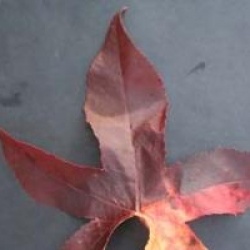 Liquidambar styraciflua 'Lane Roberts'