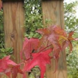 Liquidambar styraciflua 'Lane Roberts'
