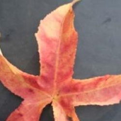 Liquidambar styraciflua 'Lane Roberts'