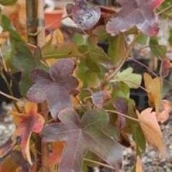 Liquidambar styraciflua 'Rotundiloba'