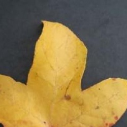 Liquidambar styraciflua 'Rotundiloba'