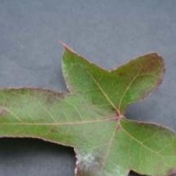 Liquidambar styraciflua 'Rotundiloba'