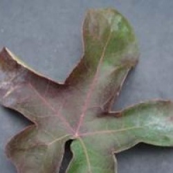 Liquidambar styraciflua 'Rotundiloba'