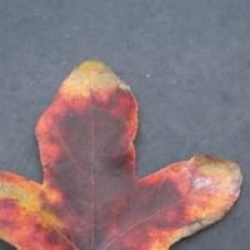 Liquidambar styraciflua 'Rotundiloba'