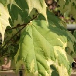 Acer platanoides 'Drummondii'