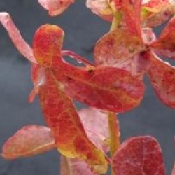 Liquidambar styraciflua 'Rotundiloba'