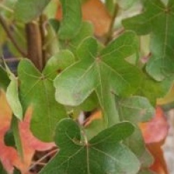 Liquidambar styraciflua 'Rotundiloba'