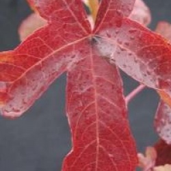Liquidambar styraciflua 'Rotundiloba' - Copalme Rotundiloba