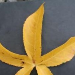 Liquidambar styraciflua 'Slender Silhouette'