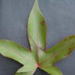 Liquidambar styraciflua 'Slender Silhouette'