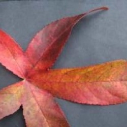 Liquidambar styraciflua 'Slender Silhouette'