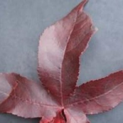 Liquidambar styraciflua 'Slender Silhouette'