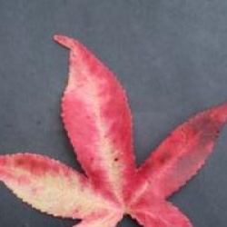 Liquidambar styraciflua 'Slender Silhouette' - Copalme fastigi�