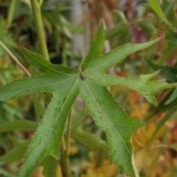 Liquidambar styraciflua 'Stella'