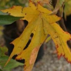 Liquidambar styraciflua 'Stella'