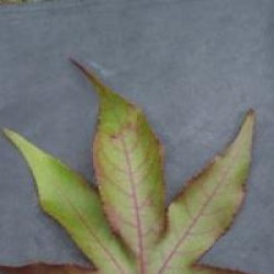 Liquidambar styraciflua 'Thea'