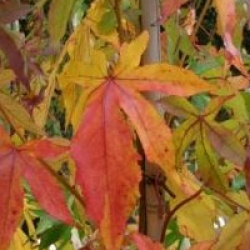Liquidambar styraciflua 'Thea'