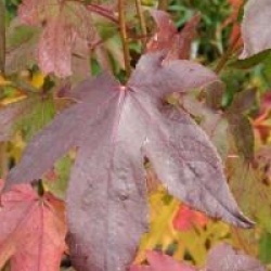 Liquidambar styraciflua 'Thea'