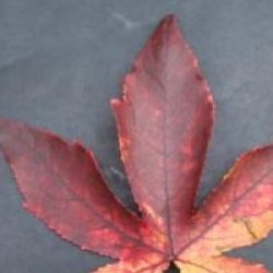 Liquidambar styraciflua 'Thea' - Copalme th�a