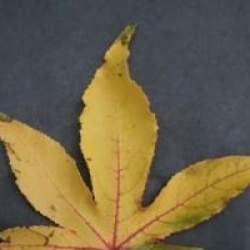 Liquidambar styraciflua 'Thea'