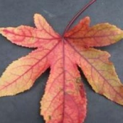 Liquidambar styraciflua 'Thea'