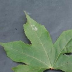 Liquidambar styraciflua 'Worplesdon'