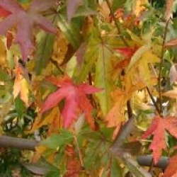 Liquidambar styraciflua 'Worplesdon'