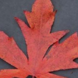 Liquidambar styraciflua 'Andrew Hewson'