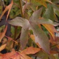 Liquidambar styraciflua 'Andrew Hewson'
