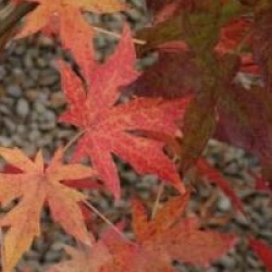 Liquidambar styraciflua 'Andrew Hewson'