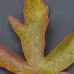 Liquidambar styraciflua 'Andrew Hewson'