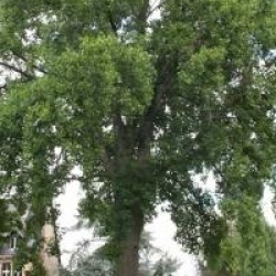 Liriodendron tulipifera 