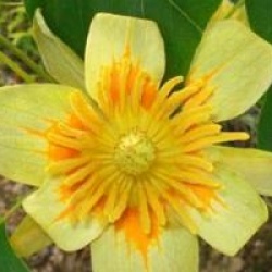 Liriodendron tulipifera 